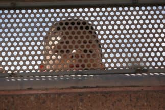 'Muchos de los niños migrantes van a morir si regresan a sus países': denuncia ONG