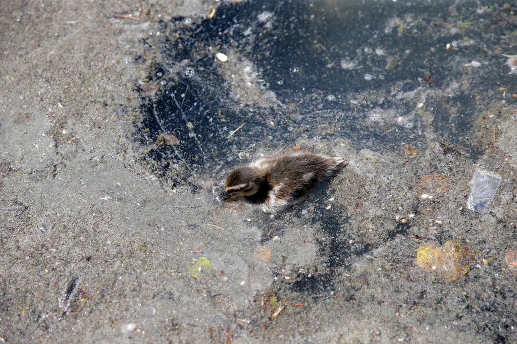 Un patito nada en el estanque reflectante del Monumento a Lincoln, el miércoles 24 de junio de 2026, en Washington