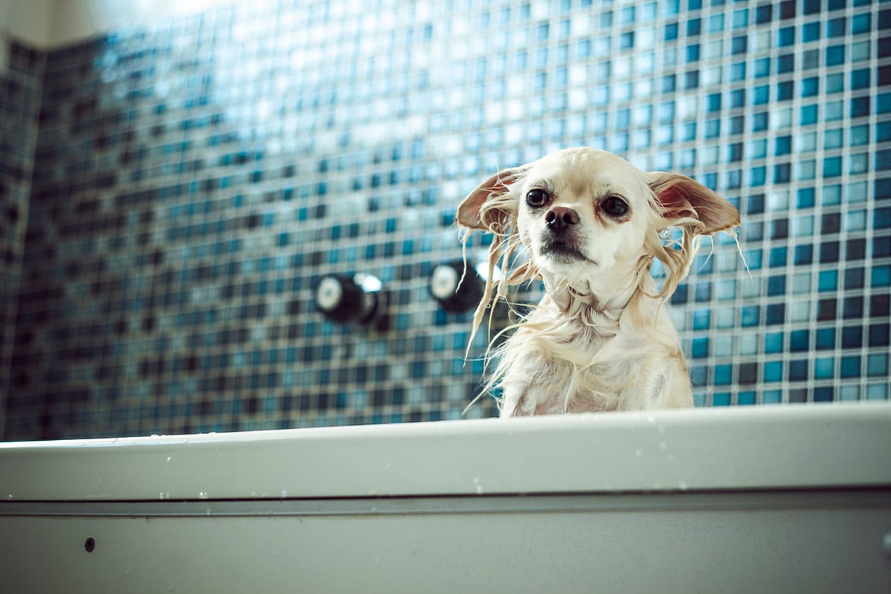 Bañar a tu perro. Las pulgas no se le caerán solas.