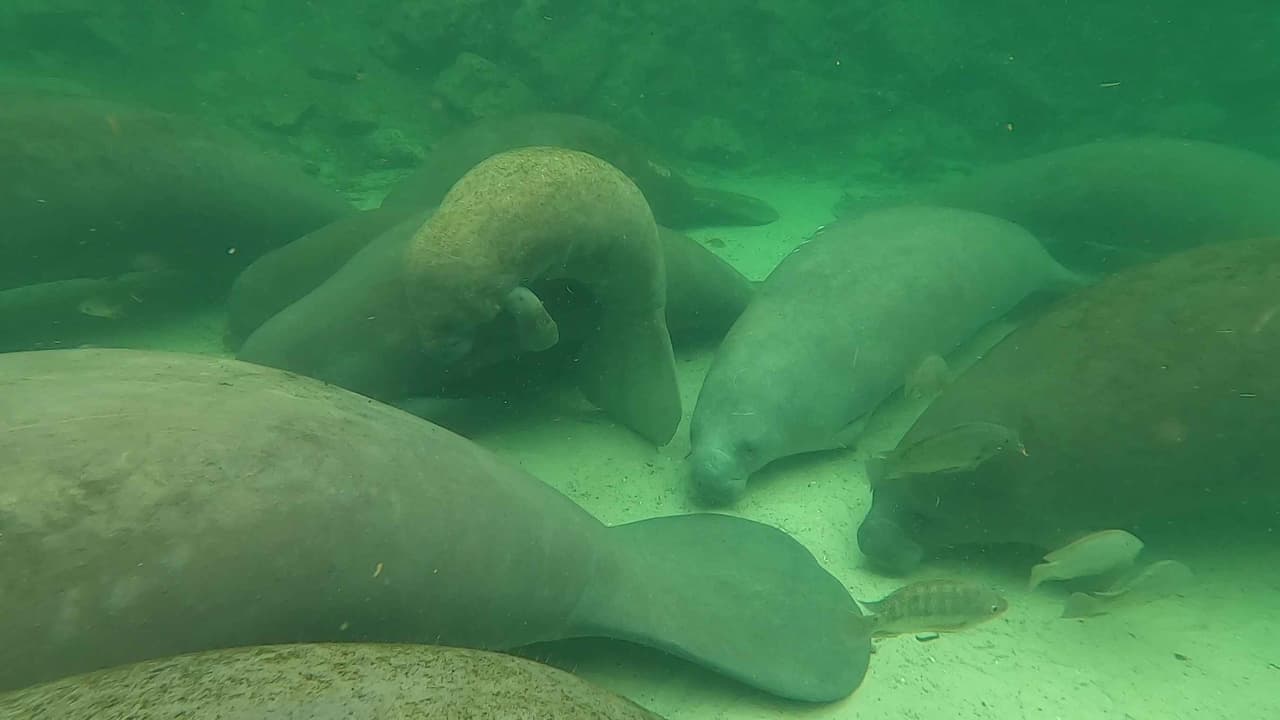 Una madre manatí rescatada en 2016 tras el huracán Hermine fue nuevamente salvada junto a su cría en 2024.