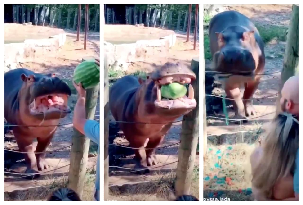 Pareja de Texas utiliza hipopótamo para revelar el sexo de su bebé y genera tremenda controversia