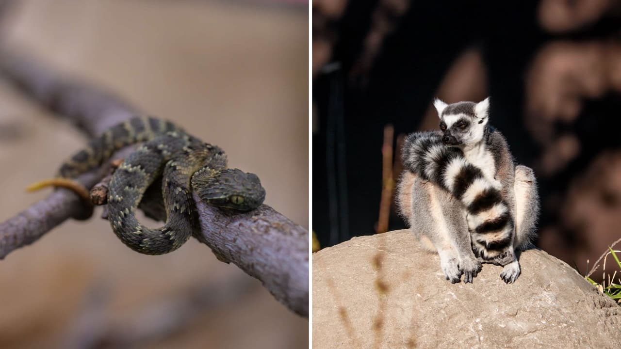 <h3 class="cms-H3-H3">Consejos para disfrutar al máximo</h3> 
<b>Empieza temprano:</b> Las atracciones más populares, como las jirafas o Bird’s Landing, se disfrutan mejor por la mañana. 
<br>
<b>Lleva agua y snacks ligeros: </b>Hay zonas con sombra y áreas de descanso. 
<br>
<b>Si vas con niños pequeños</b>, combina rides, animales y descansos: empieza con el tren, pasa por el carrusel, luego las jirafas y termina en los dinosaurios. 
<br>
<b>Verifica el estado del tiempo:</b> Algunas actividades pueden cerrar por lluvia o calor extremo. 
<br>
<b>Compra tu pase con anticipación: </b>Hay cupos limitados cada día.