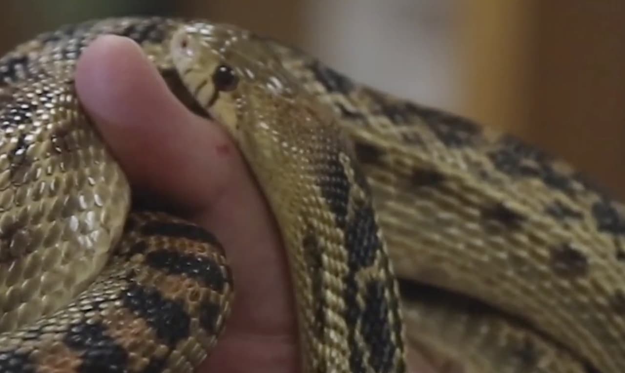 “Una de las razones por las que son llamadas serpientes Gopher es porque les gusta comer pequeños mamíferos como las ardillas de tierra y los ratones, por esto ayudan a deshacerse de las plagas”, asegura Pauly.