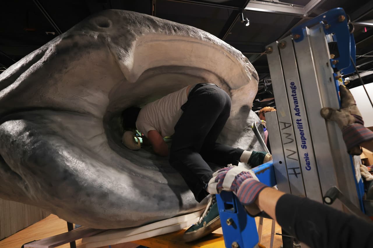 Pese a la prohibición, sigue siendo cazado en algunas zonas de Asia.
<br>