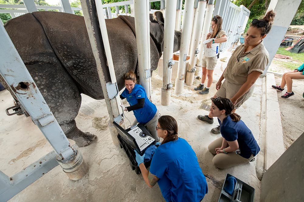 Los funcionarios del zoológico de Miami trabajaron en colaboración con la Alianza del Zoológico del Sudeste para la Reproducción y la Conservación (SEZARC) y la Dra. Monica Stoops del zoológico de Cincinnati, para recolectar el semen y después realizar el procedimiento de inseminación artificial. 
<br>