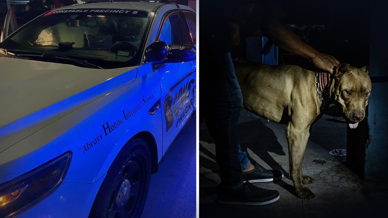  "Tenemos el corazón destrozado": muere un niño de 4 años tras ser atacado por varios perros en Baytown