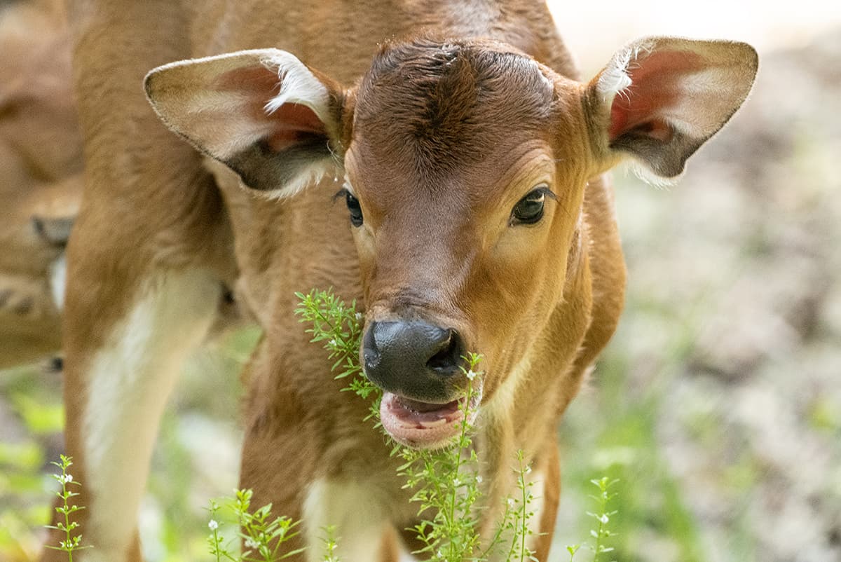 Los ejemplares machos eventualmente cambian de color castaño a casi negro al alcanzar la madurez sexual.