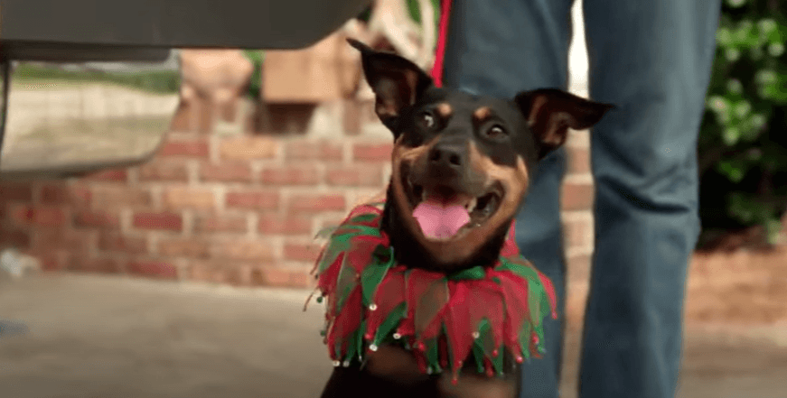 '12 Dogs Days for Christmas'