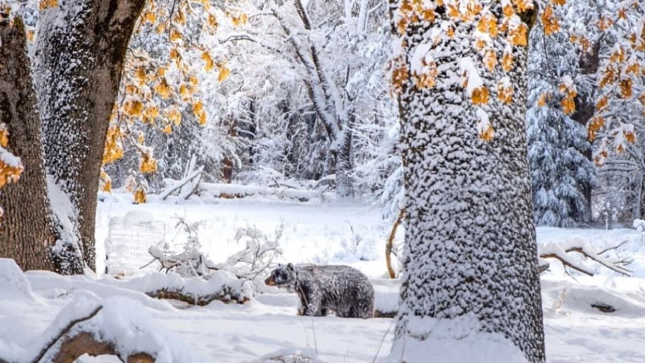 Captan en cámara a oso negro mientras buscaba sus últimos alimentos antes de hibernar en Yosemite