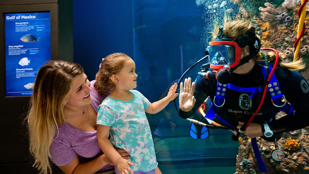 También puedes disfrutar de la pirámide del acuario, donde viajarás desde el Caribe hasta el Pacífico sur y norte, con focas, pingüinos y miles de peces de los océanos del mundo.