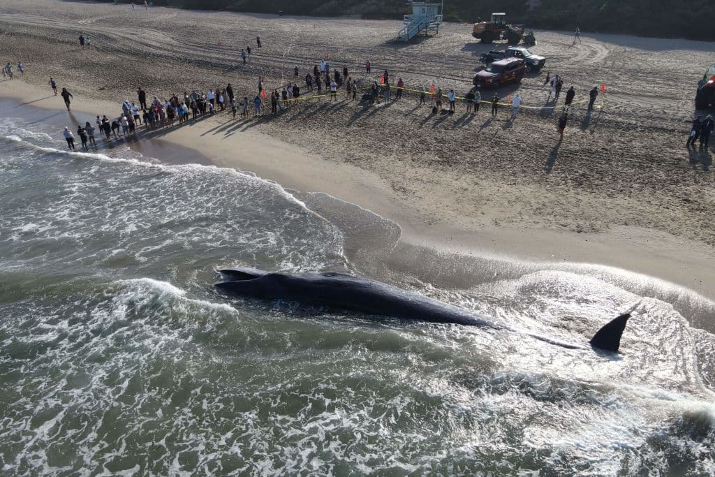 ¿Cuándo se sabrá la causa oficial de la muerte? Podría tardar varias semanas o incluso meses dependiendo de los resultados de los exámenes a las muestras tomadas este domingo.