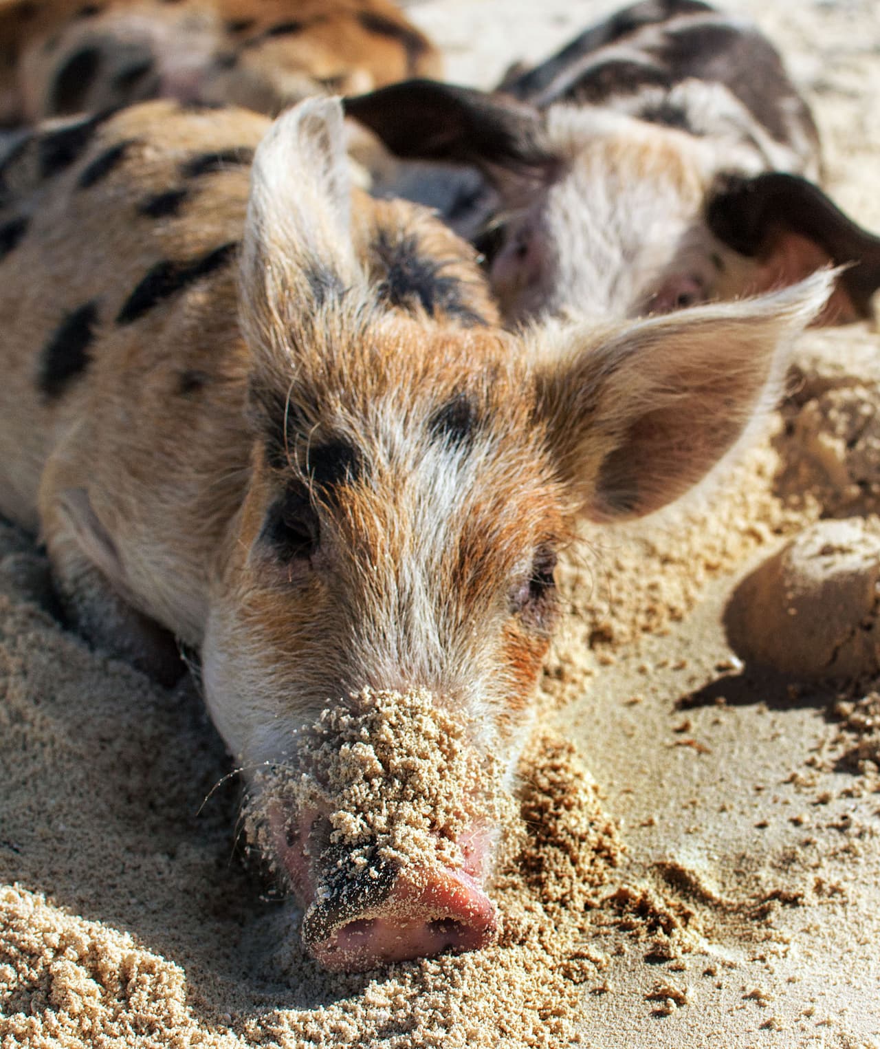 Esta es el hogar de dos decenas de adorables criaturas.