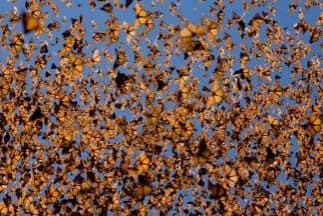 Detectadas talas ilegales en santuarios de invierno de la mariposa monarca en México