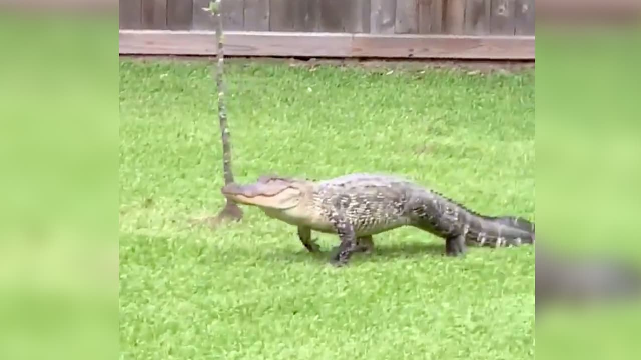 Sin embargo, más tarde una exvecina publicó la foto de su hijo ayudando a remover al caimán, continúo.