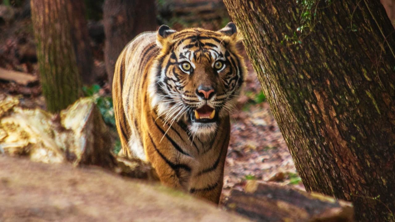 <b>Un regalo que cuida y encanta en San Valentín:</b> En esta temporada de amor, el Zoológico de Dallas te invita a regalar algo especial y significativo, 
<b>la adopción simbólica de uno de sus fascinantes animales</b>.
