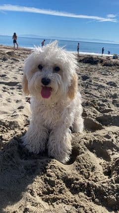 Daysi sin duda es una perrita muy californiana y acompaña a Luz Guzmán en sus paseos por la playa.