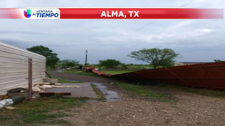 Decenas de árboles fueron arrancados de la tierra tras los fuertes vientos que se vivieron por varios minutos.