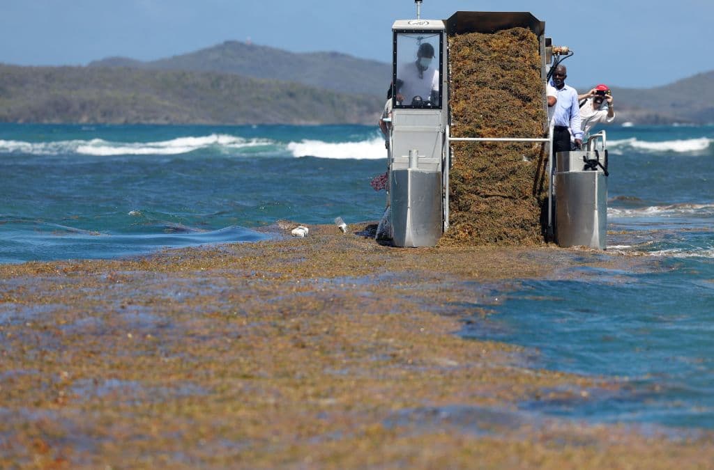 Esta foto tomada el 13 de febrero de 2022 muestra un barco especial recogiendo algas sargazo frente a las costas de Le Robert en la isla de Martinica en el ultramar francés el 13 de febrero de 2022.