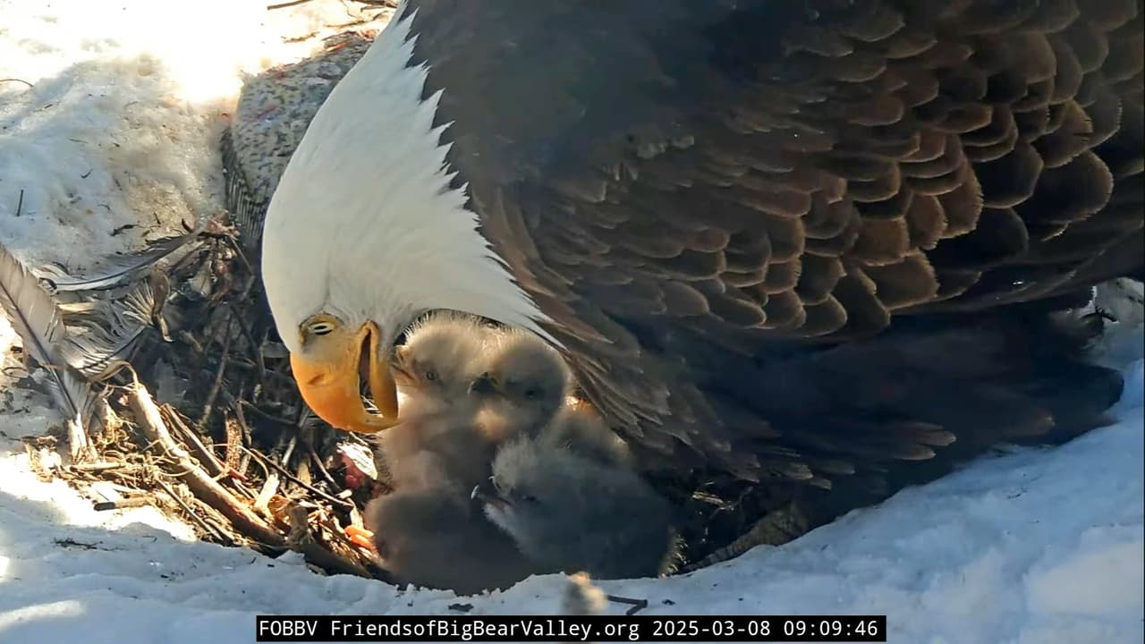 Ahora la familia completa busca sobrevivir el resto del invierno, para permitir que estos pequeños se desarrollen hasta convertirse en imponentes águilas calvas.