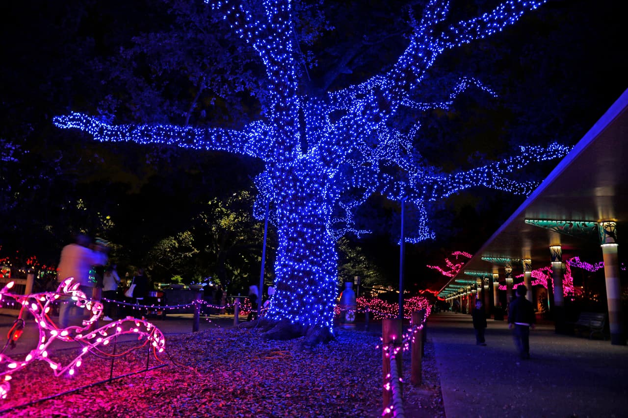 Niños y adultos disfrutan de recorridos donde la naturaleza se mezcla con creativos diseños de luces.
