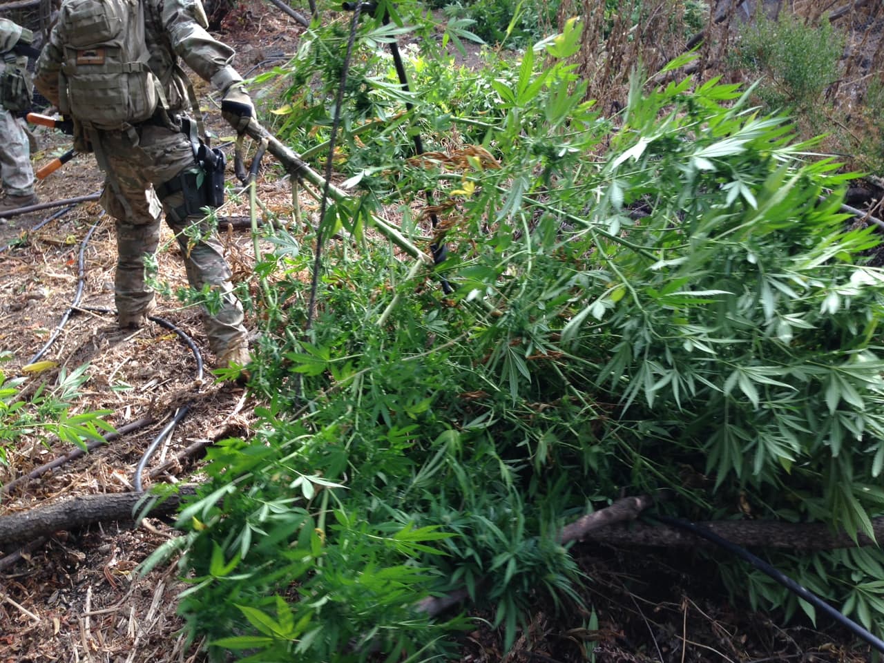 Desde 2007, el Departamento del Sheriff del condado de Los Ángeles (LASD) ha confiscado alrededor de dos millones de plantas de cannabis sembradas en zonas montañosas, reservas forestales y laderas cercanas a viviendas.