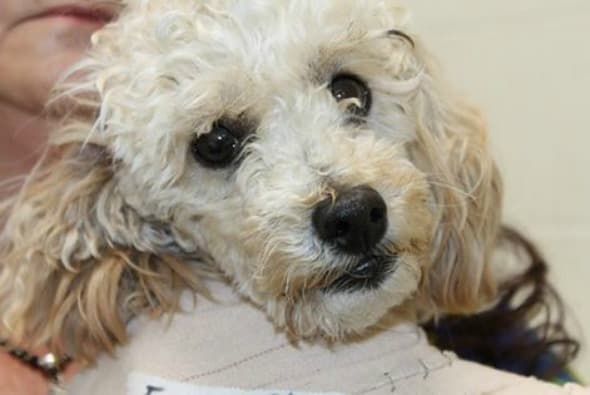 Presentan cargos contra hombre que tiró a dos perros desde el techo de un hospital en Chicago