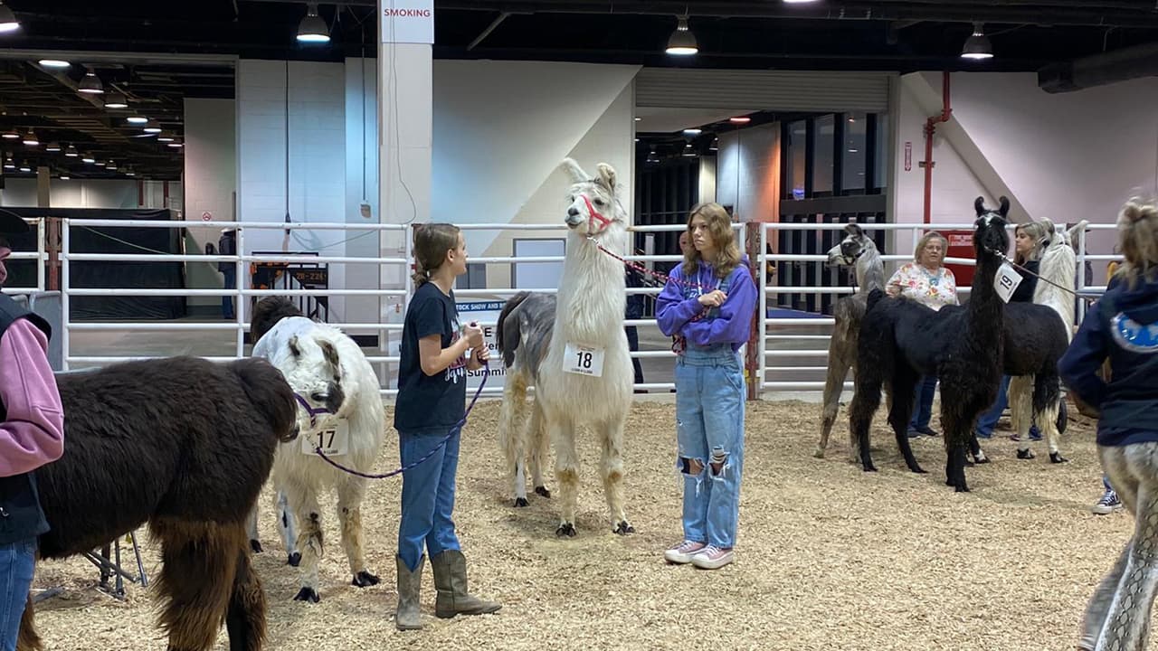 El premio para los ganadores del primero, segundo y tercer lugar es un trofeo, pero todos se llevan la satisfacción de haber participado y de convivir con estos nobles animales.