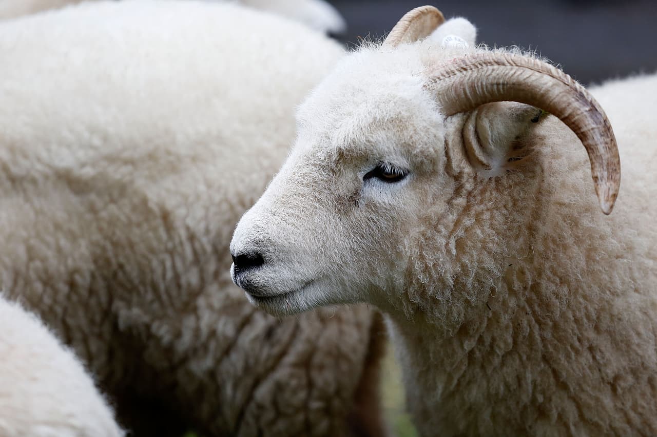 El evento no es sólo para quienes aman el ganado o la moda, pues hay decenas de actividades.