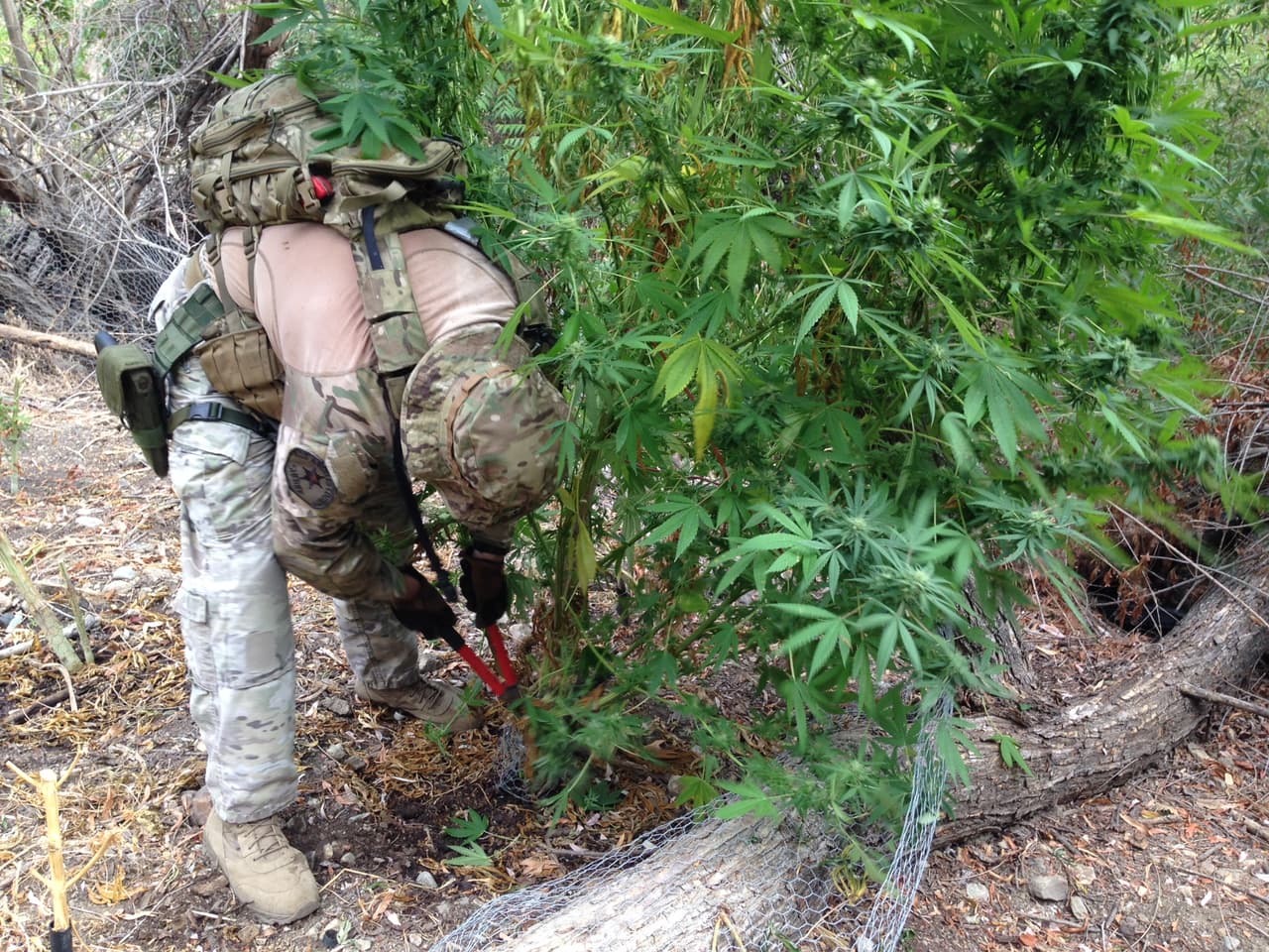 Para los plantíos en zonas más remotas, la mayoría de los que detectan los agentes del Sheriff en este condado, se utilizan helicópteros para llegar y transportar la hierba decomisada.