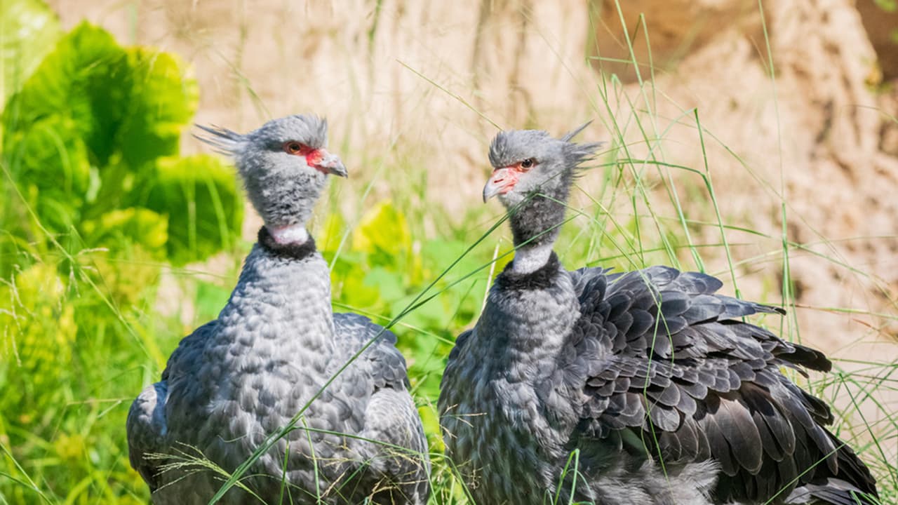 Un área de descanso protegida crea un lugar especial para que el personal del zoológico y los animales de América del Sur hagan apariciones para atraer a los visitantes.