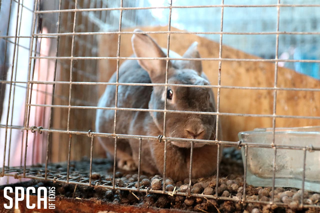 El investigador contactó al propietarioy le ordenó ajustar las condiciones de los animales en conformidad con el Código de Salud y Seguridad de Texas.