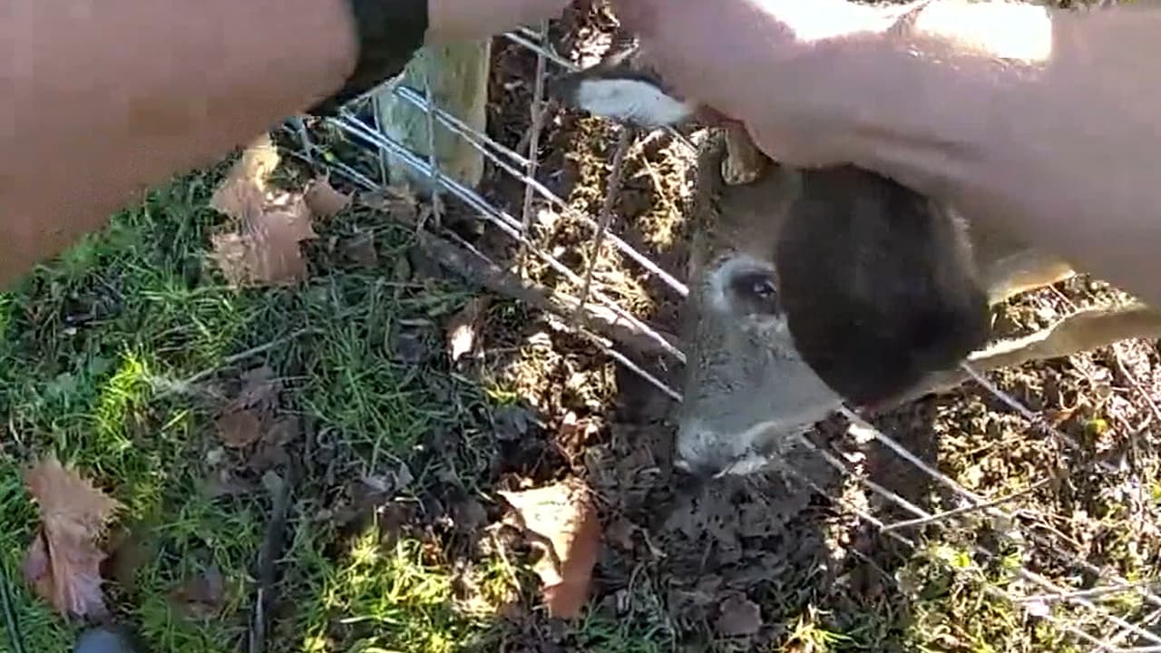 En video: Policía de Anne Arundel libera a un venado atrapado en una cerca