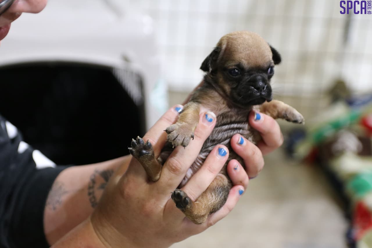 Aquí uno de los "puppies" rescatados durante el operativo.