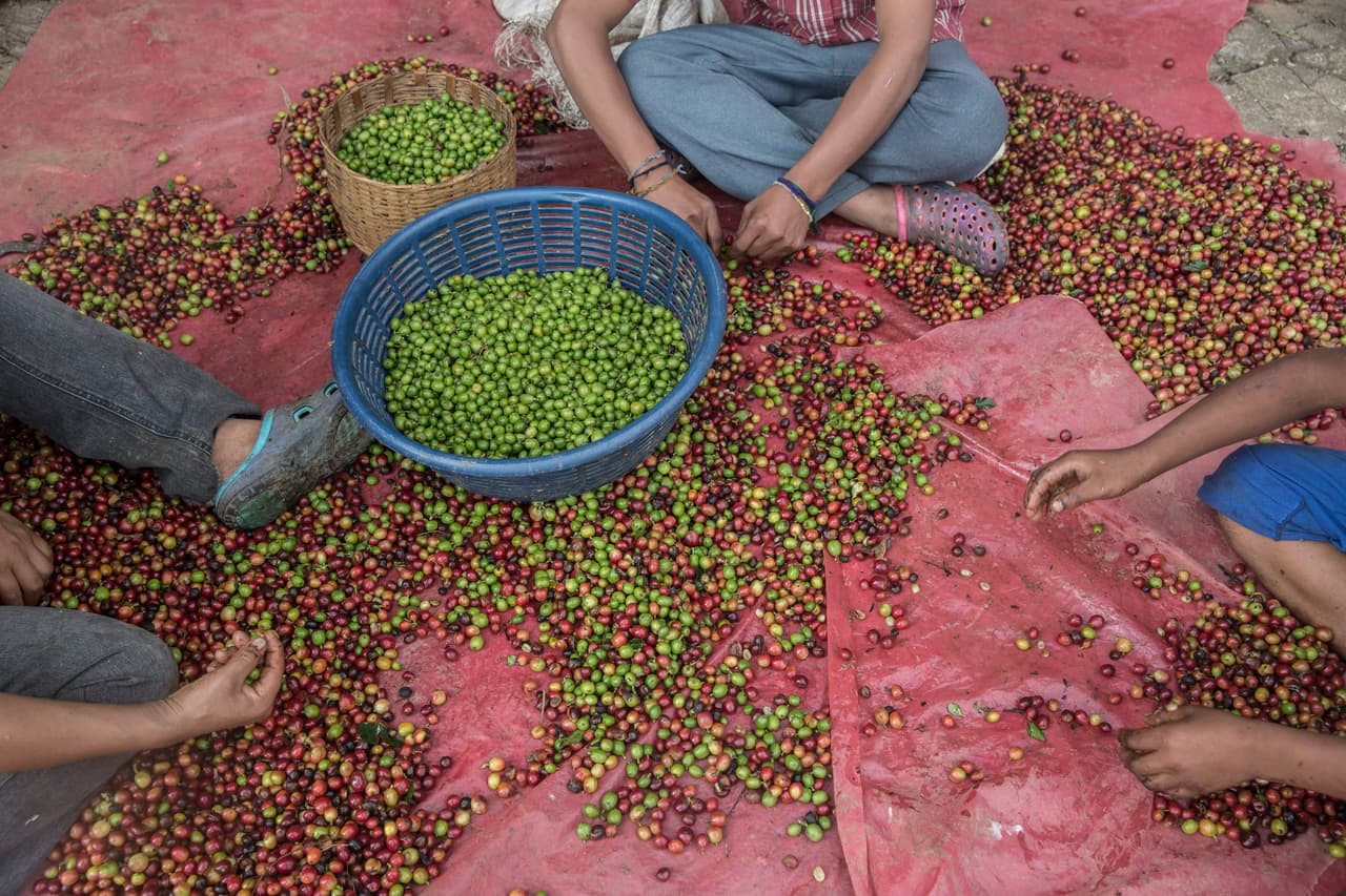 Después de la cosecha, los granjeros clasifican granos de café en Tapachula, México. En Tapachula, México.