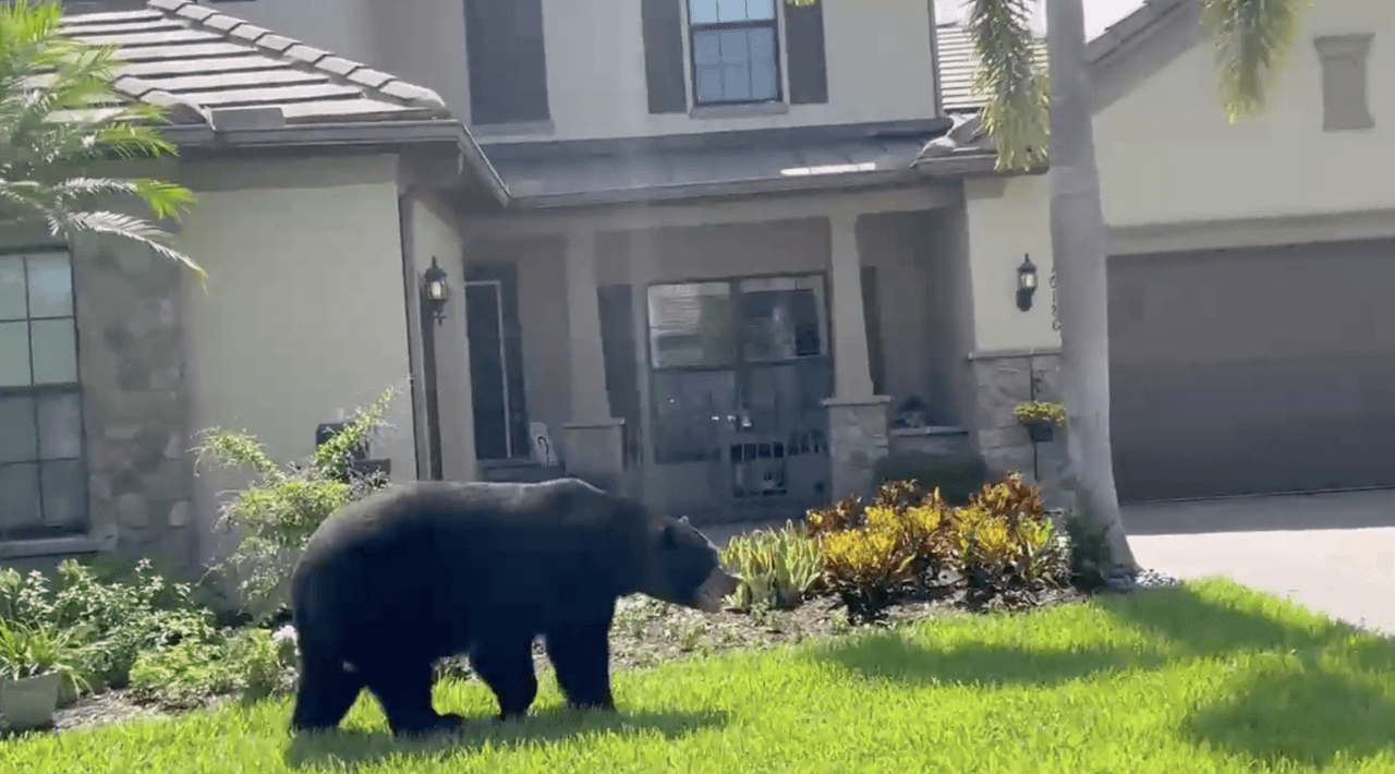 Enorme oso negro da un paseo por varias comunidades