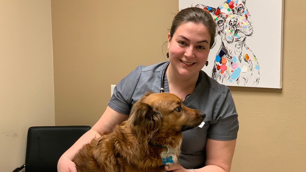 Andrea Stone, quien es veterinaria en el área de Houston, explica que el microchip es un dispositivo electrónico del tamaño de un grano de arroz que se implanta por debajo de la piel en la parte superior del cuello del animal.