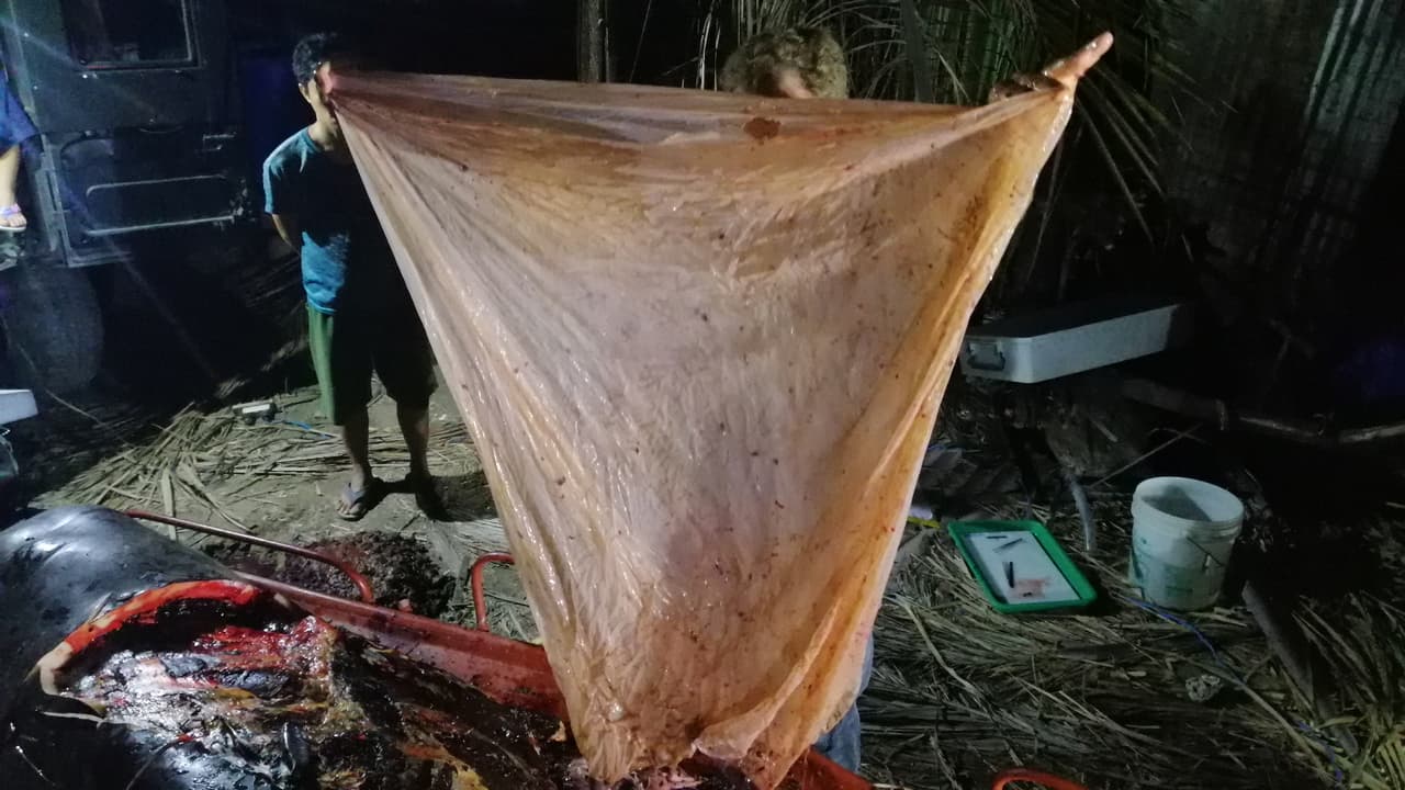 Los plásticos encontrados en el estómago del ballenato alcanzaban tamaños como este.