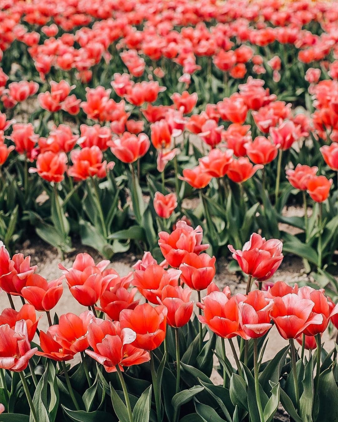 El lugar está ubicado detrás del 
<b>Centro Cívico de Waxahachie en: 2000 Civic Center Lane 75165. </b>
<br>