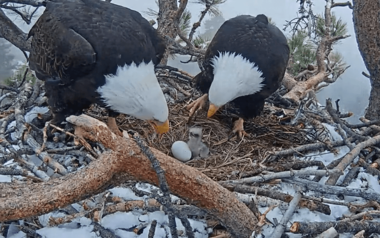 En las montañas cercanas al lago de Big Bear en el sur de California, una familia celebra el empollamiento de sus críos y fascinan a sus miles de seguidores en EEUU y el mundo.