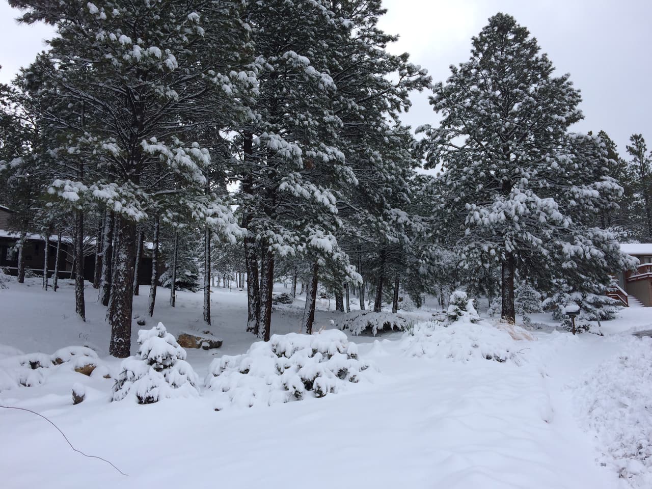 Los pinos de Flagstaff amanecieron cubiertos de nieve