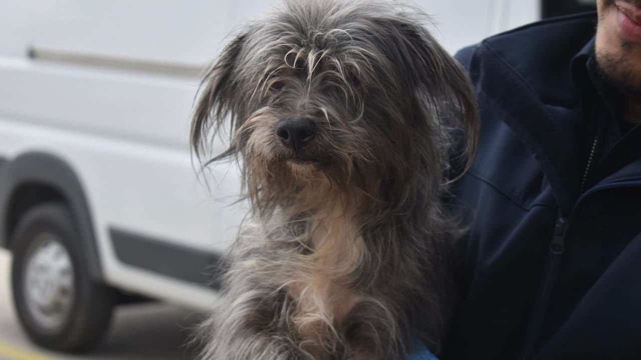 También pueden donar alimentos haciéndolo a través de una 
<a href="https://www.amazon.com/hz/wishlist/ls/11D46O1ZAYAGT?fbclid=IwAR1gT48abC4St0OkIbPKBLYMiNlm0WsXGs5vPtTqNsyPwgSS5mIkrIwanzE" target="_blank">cuenta en Amazon. </a>