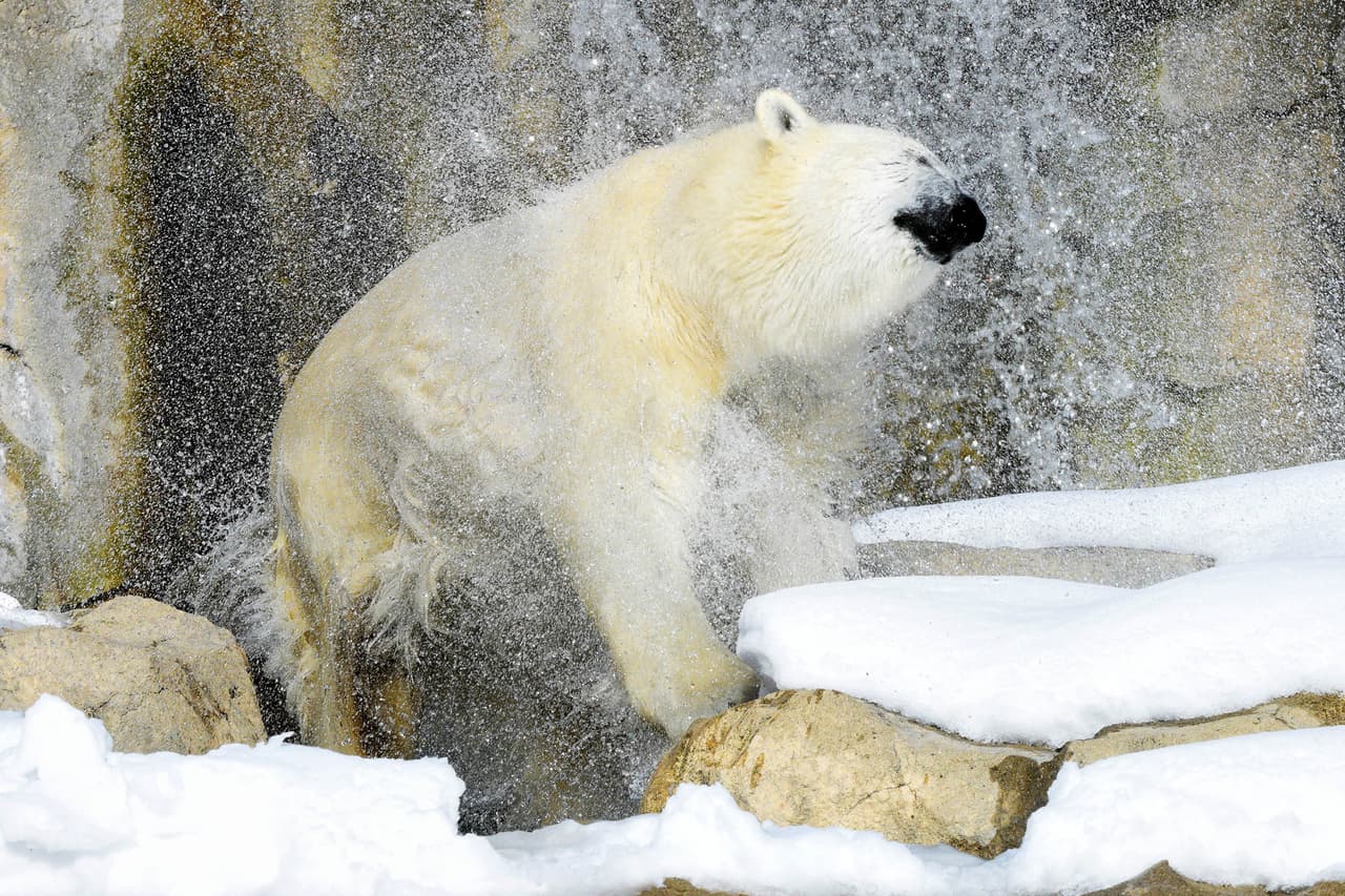 Según los investigadores, hay aproximadamente 23,000-26,000 osos polares viviendo en todo el mundo hoy en día, incluso en Canadá, Rusia y Groenlandia oriental y sus alrededores.