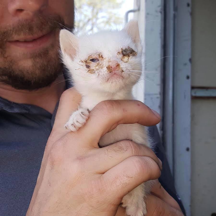 Estos gatos están siendo tratados contra infecciones, parásitos intestinales así como desnutrición.
<br>
