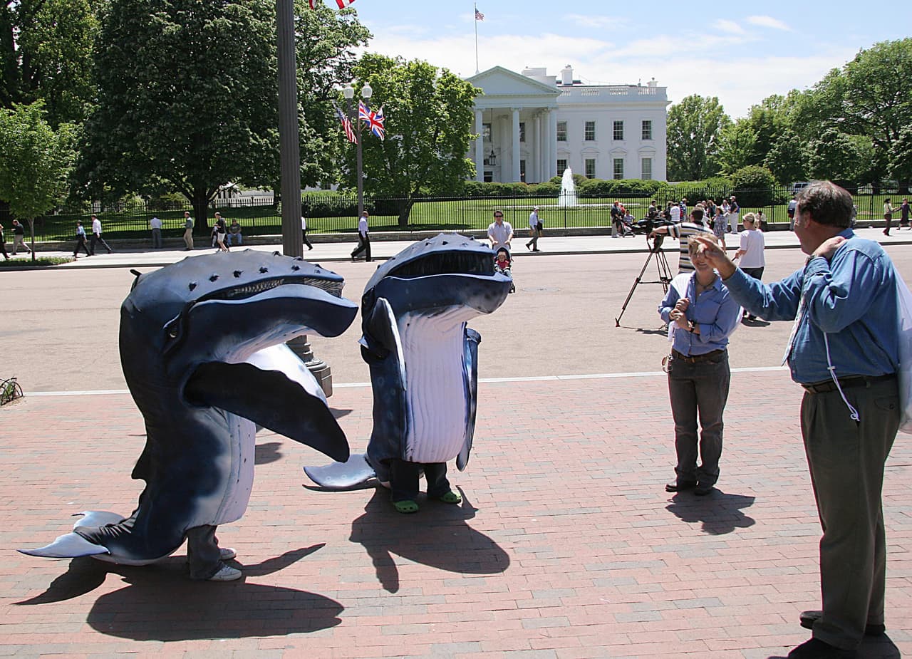 <b>13 de junio</b> - La Administración Trump canceló una normativa que habría ayudado a evitar que las ballenas y tortugas marinas en peligro de extinción se enreden en las redes de pesca de la costa oeste de los Estados Unidos. Propuesta en 2015, la regla habría cerrado la pesquería de redes de enmalle de pez espada durante un máximo de dos años si dos ballenas individuales en peligro de extinción o tortugas marinas fueron asesinadas o seriamente heridas dentro de un período de dos años. Las mismas sanciones se habrían aplicado si una combinación de cuatro delfines nariz de botella o ballenas piloto de aleta corta se lesionaran o matara en un período de dos años. Sin embargo, la División de Pesca de la Administración Nacional Oceánica y Atmosférica anunció que la regla ya no es necesaria porque otras protecciones han reducido el número de mamíferos marinos enredados en redes de enmalle.
