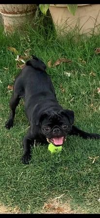 A Lady le gustan las fotos y jugar con su pelota, de acuerdo con Nora Hernández.