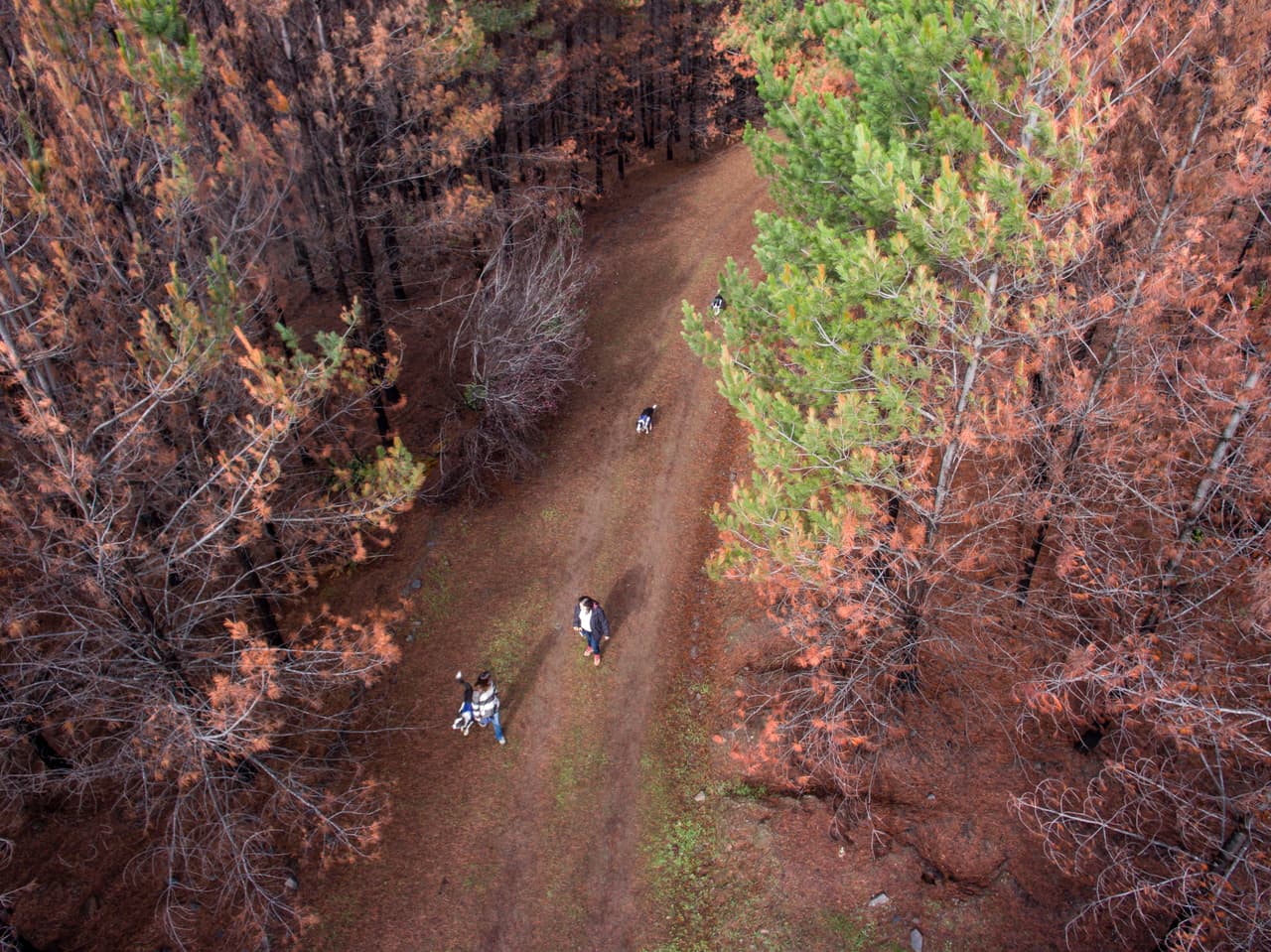 La iniciativa está financiada básicamente del propio bolsillo de Francisca Torres así como de algunas donaciones que logra recolectar. Quienes deseen contactar al equipo pueden hacerlo desde www.pewos.cl.
