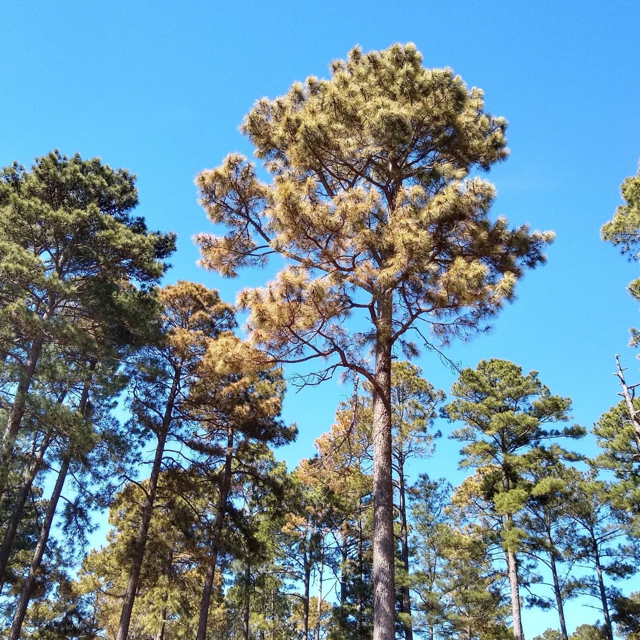 Siempre existe la preocupación de que los árboles se estresen tanto por estos eventos que los insectos los consuman. Sin embargo, la congelación también afectó severamente y redujo las poblaciones de insectos, lo que debería proporcionar un período de respiro y tiempo para que los árboles se recuperen.
