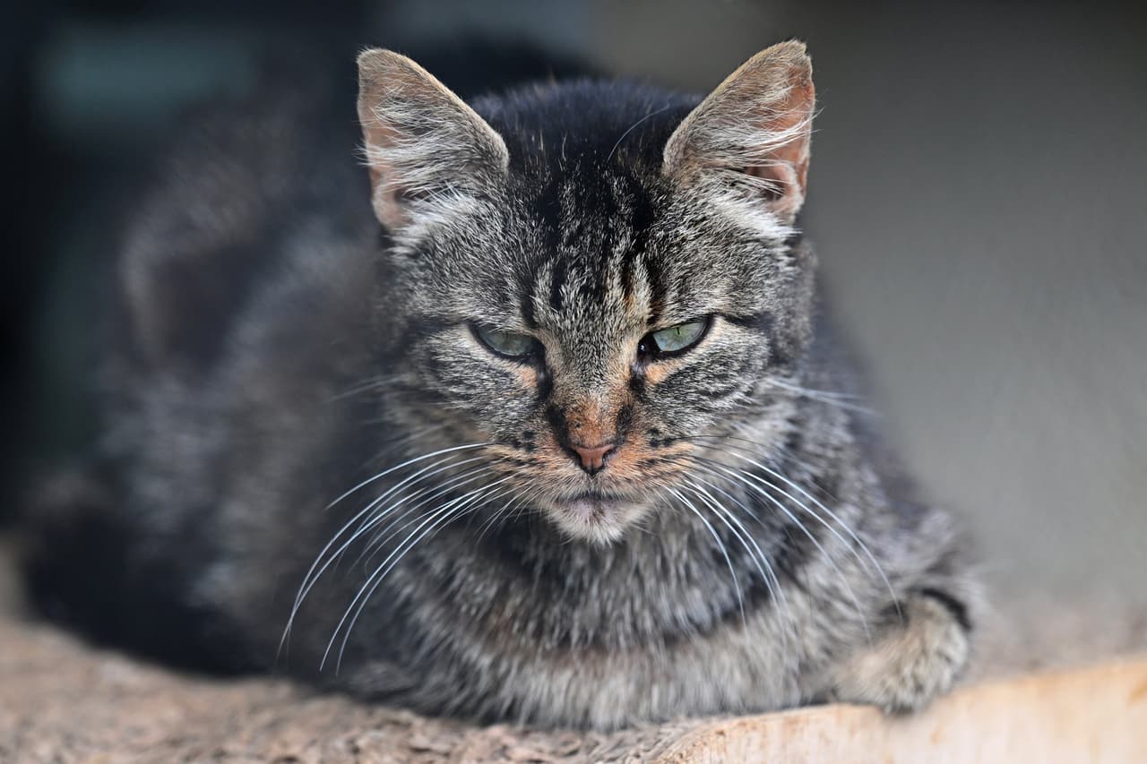 Intimidan con la mirada.