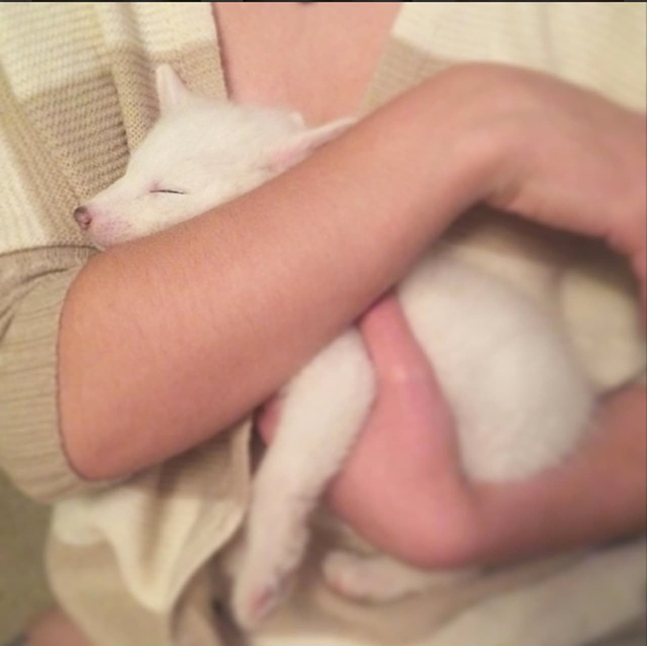 La realidad es que este tipo de zorros pertenecen a la tundra, principalmente en laderas.