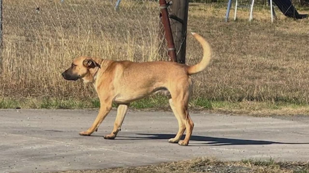 Otro perro muerde a una persona, ahora a una ciclista en San Antonio
